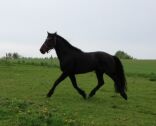 Billede