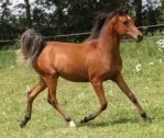 Billede