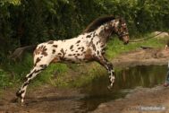 Billede