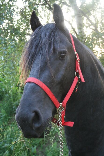 Søger sort hest med rød grime - Opslag, billeder og video - Heste-Nettet.dk