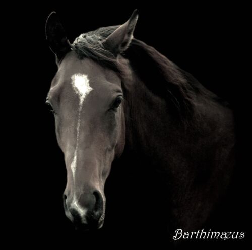 Heste i sort / hvid - Opslag, billeder og video - Heste-Nettet.dk