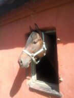 Billede
