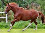 Billede