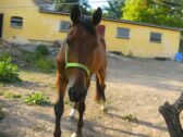 Billede