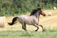 Billede
