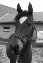 Billede