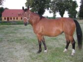 Billede
