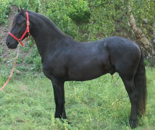 Søger sort hest med rød grime - Opslag, billeder og video - Heste-Nettet.dk