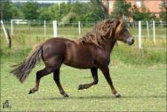 Billede
