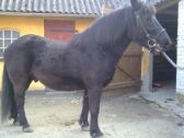 Billede