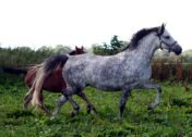 Billede