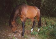 Billede