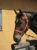 Billede