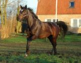 Billede