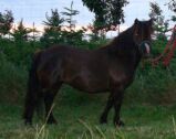 Billede