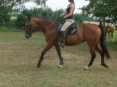 Billede