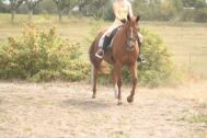Billede