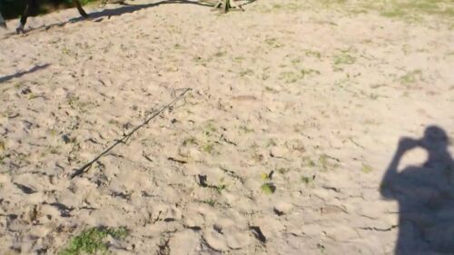 Så er vi kommet lidt videre - Opslag, billeder og video - Heste-Nettet.dk