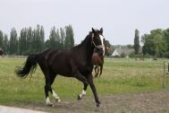 Billede