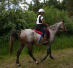 Billede