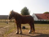 Billede