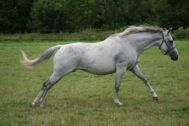 Billede