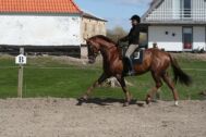 Billede
