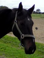 Billede