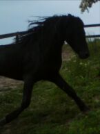 Billede
