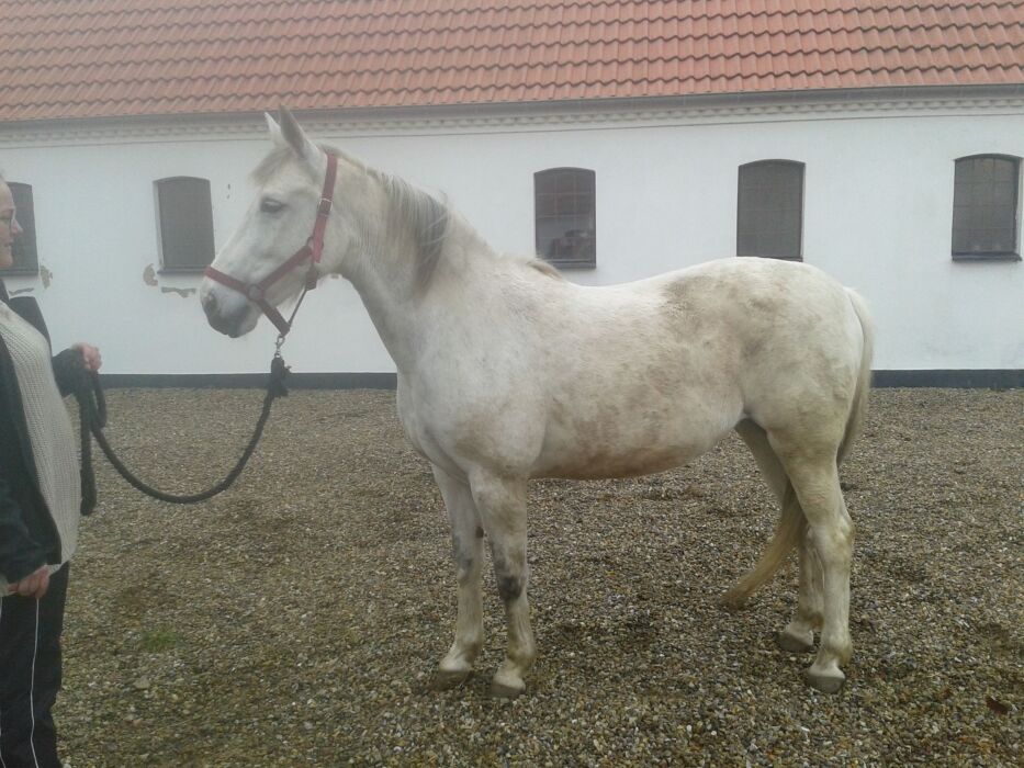 Hest Til Salg: Diva (208333199911000) - Dejlig Skimmlet Hoppe - Heste ...