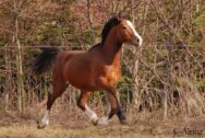 Billede