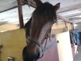 Billede