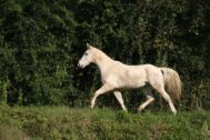 Billede