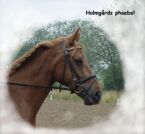 Billede