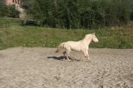 Billede