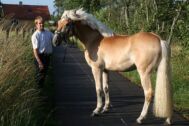 Billede
