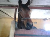Billede