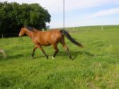Billede