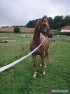 Billede