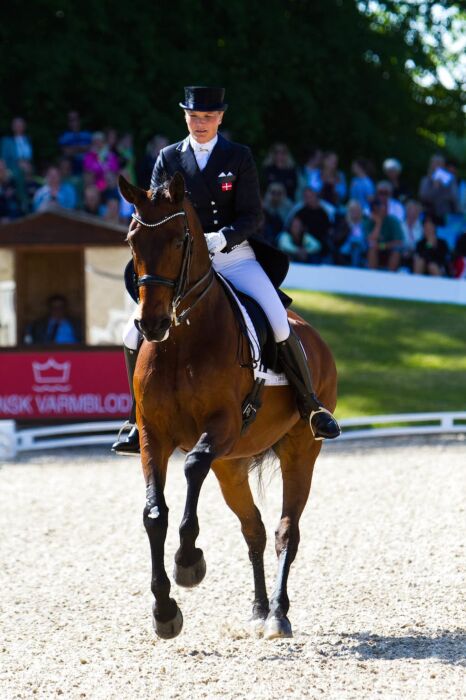 Grand Prix Special Dressur - Nyheder - Heste-Nettet.dk