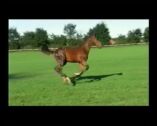 Billede