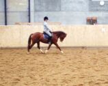 Billede