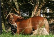 Billede