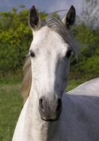 Billede