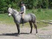 Billede