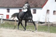 Billede