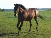 Billede