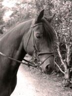 Billede