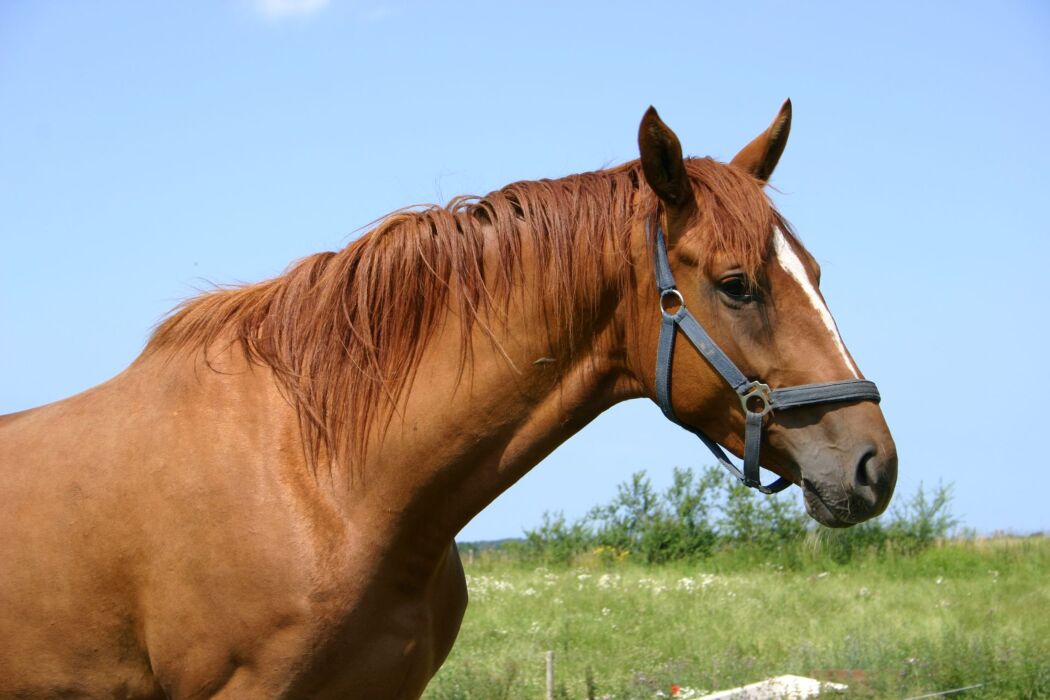 Heste som terapi mod PTSD